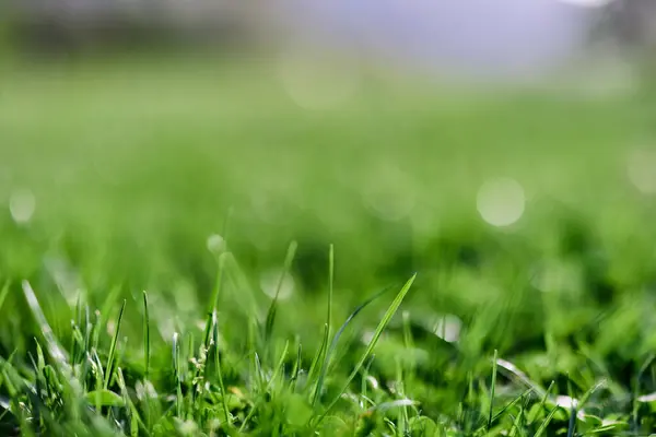 Grama Verão Verde Nos Raios Luz Solar Preservando Natureza Terra — Fotografia de Stock