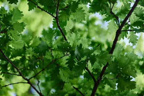 枝のオークの木の緑の葉は 青い空 太陽の光に対して輝いています 惑星エコロジーフローラ 高品質の写真 — ストック写真