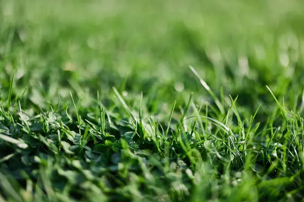 Fresh Leaves Young Green Lawn Grass Close Clover Micro Clover — Stock Photo, Image