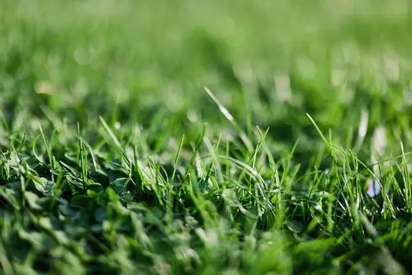 Groene Bladeren Van Vers Jong Gras Het Zonlicht Van Zonsondergang — Stockfoto