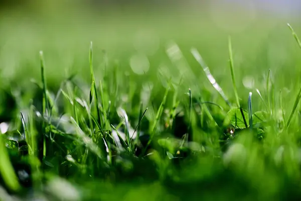 Green Grass Leaves Close Mock Copy Space High Quality Photo — Stock Photo, Image