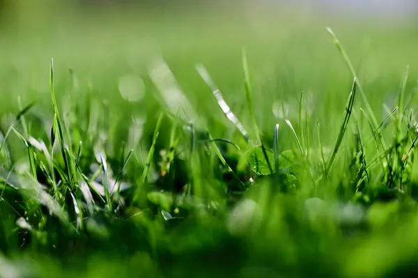 Green grass leaves in close-up, mock up and copy space. High quality photo