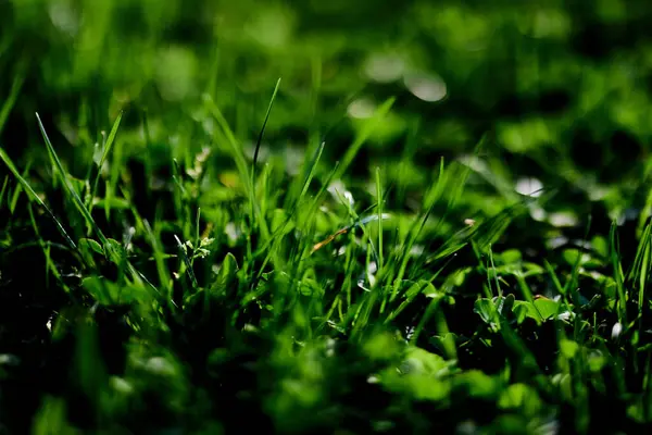 Prato Verde Erba Primo Piano Delle Foglie Dell Erba Conservazione — Foto Stock