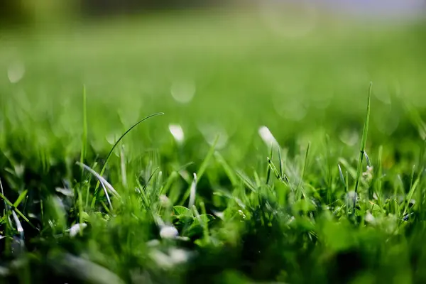 Grön Gräsmatta Gräs Närbild Bladen Gräset Naturskydd Utan Miljöförstöring Ren — Stockfoto