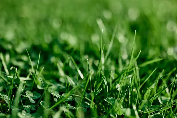 Fresh Leaves Young Green Grass Taken Close Summer Sunny Day — Stock Photo, Image