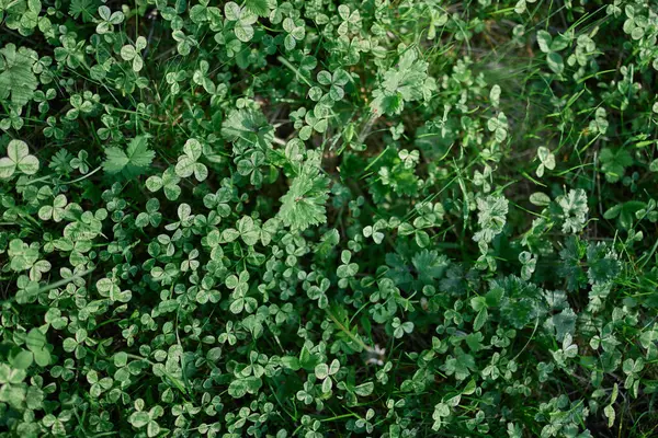 Kleegrasblätter Sind Grün Und Aus Der Nähe Des Rasens Frisch — Stockfoto