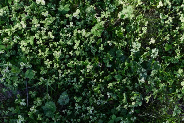 Vista Vicino Dell Erba Verde Estiva Microtrifoglio Alla Luce Del — Foto Stock