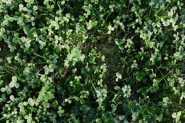 Närbild Sommaren Grön Gräsmatta Gräs Mikroklöver Solljus Högkvalitativt Foto — Stockfoto