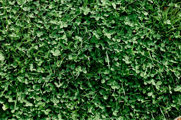 Young Summer Clover Grass Microclover Close Greening Environment Summer Sunlight — Stock Photo, Image