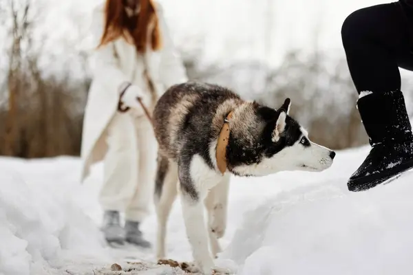 Young Woman Husky Winter Walk Outdoors Friendship Winter Holidays High — Stock Photo, Image