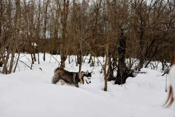 Dog Walking Snow Forest Landscape Nature High Quality Photo — Stock Photo, Image