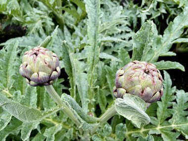 Sebze bahçesinde yetişen taze organik enginarlar.