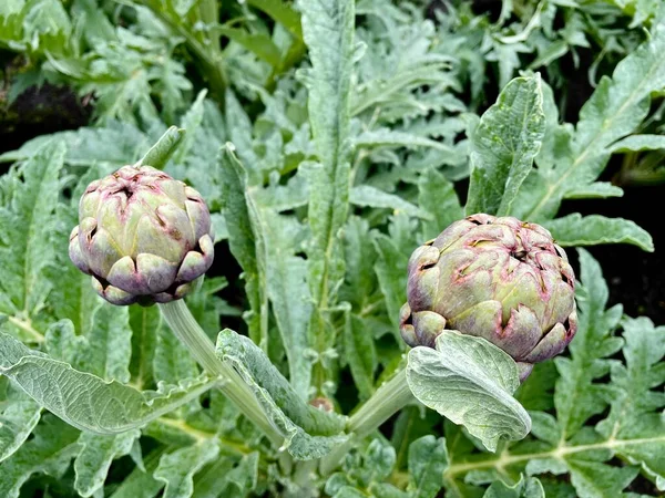 Sebze bahçesinde yetişen taze organik enginarlar.