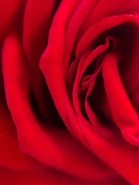 Red Rose Flower Petals Blurred Defocused Macro Bokeh Floristic Background — Stok fotoğraf