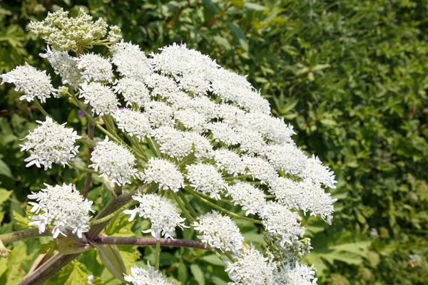 Hogweed — Stok Foto