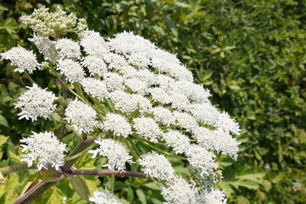 Hogweed