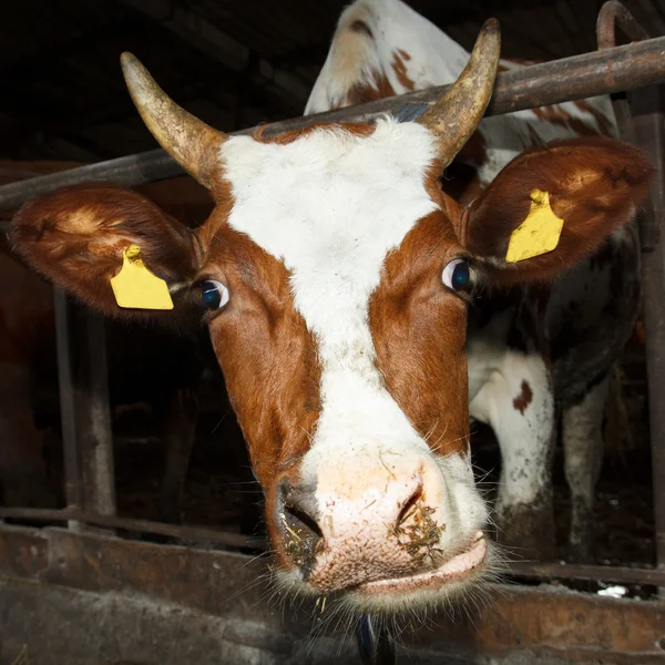 Portrait of a cow — Stock Photo, Image