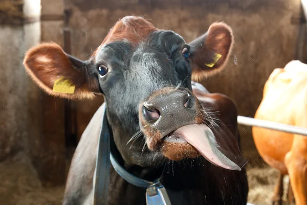 Portrait of a cow — Stock Photo, Image