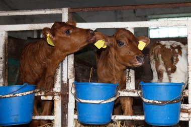 iki genç calfs