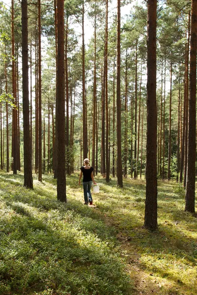 Ein Spaziergang im Wald — Stockfoto