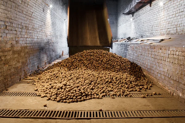 Batatas em casa de armazenamento — Fotografia de Stock