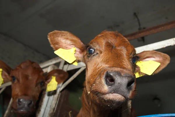 Newborn calf nose — Stock Photo, Image