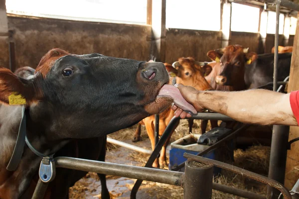 A cow on a farm — Stock Photo, Image