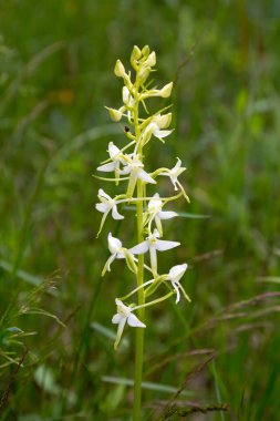 Vahşi orkide (Platanthera bifolia)