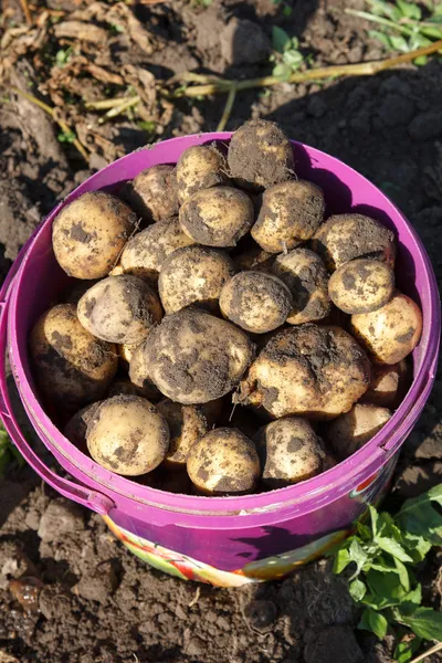 Raw potatoes — Stock Photo, Image