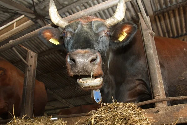 Portrait of a cow — Stock Photo, Image