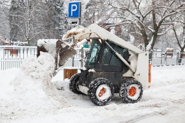Sokakta çalışan küçük kazıcı vaşak.