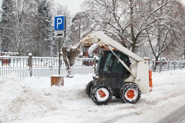 Sokakta çalışan küçük kazıcı vaşak.
