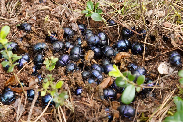 Escarabajos del estiércol — Foto de Stock