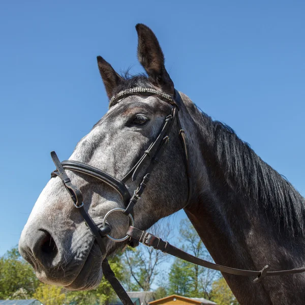 Häst mot blå himmel — Stockfoto