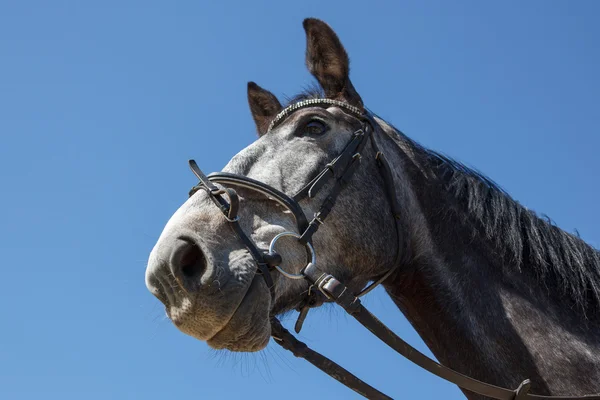 Häst — Stockfoto