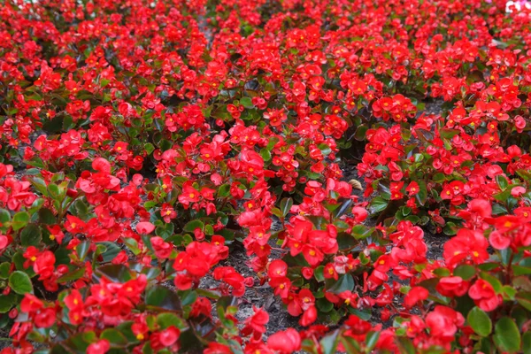 红色花朵背景 — 图库照片