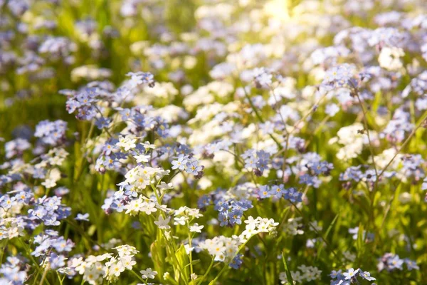 Pequenas flores brancas e azuis — Fotografia de Stock