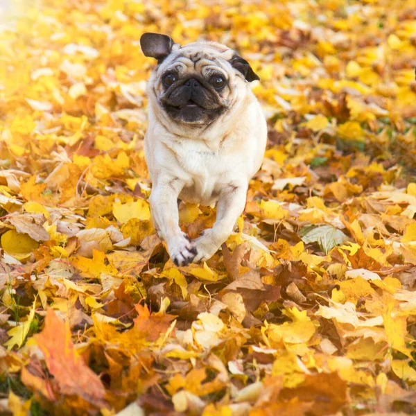 Perro pug en el parque de otoño — Foto de Stock