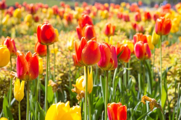 Tulpen in stadspark — Stockfoto