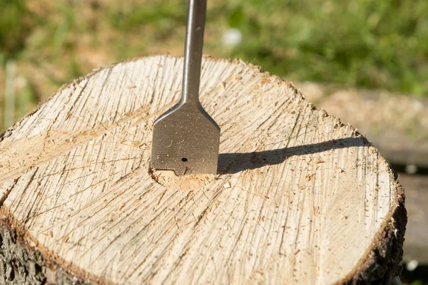 Плотники Сверлят Пень Дереве — стоковое фото