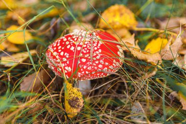 Zehirli halüsinojen mantar Fly Agaric ve sonbahar ormanındaki çimlerde sarı yapraklar. Kırmızı zehirli Amanita Muscaria mantar makrosu doğal ortamda yakınlaşır. İlham verici doğal sonbahar manzarası