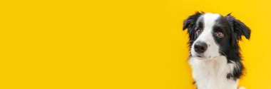 Sarı arka planda izole edilmiş şirin, gülümseyen köpek yavrusunun komik stüdyo portresi. Ailenin yeni sevimli üyesi küçük köpek gözlerini dikip ödül bekliyor. Hayvan bakımı ve hayvan bakımı konsepti. Pankart