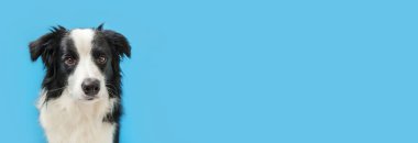 Mavi arka planda izole edilmiş şirin, gülümseyen köpek yavrusunun komik stüdyo portresi. Ailenin yeni sevimli üyesi küçük köpek gözlerini dikip ödül bekliyor. Hayvan bakımı ve hayvan bakımı konsepti. Pankart