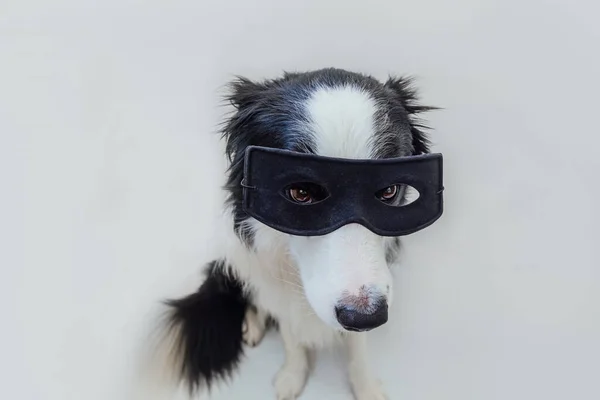 Grappig Portret Van Schattige Hond Border Collie Superheld Kostuum Geïsoleerd — Stockfoto