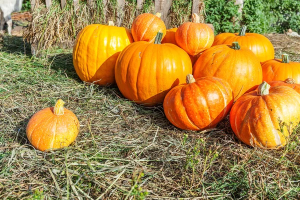 Natuurlijke Herfst Uitzicht Pompoen Eco Boerderij Achtergrond Inspirerende Oktober September — Stockfoto