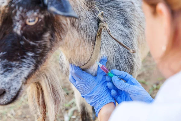 Veterinär Kvinna Med Spruta Håller Och Injicera Get Ranch Bakgrund — Stockfoto