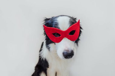 Beyaz arka planda izole edilmiş süper kahraman kostümlü şirin köpek sınır köpeği Collie 'nin komik portresi. Karnaval veya cadılar bayramında köpek yavrusu kırmızı süper kahraman maskesi takıyor. Adalet güç kavramını güçlendirir