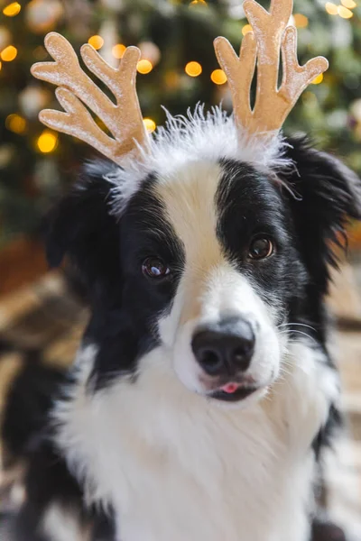 Divertido Retrato Lindo Perro Perro Frontera Collie Usando Traje Navidad — Foto de Stock