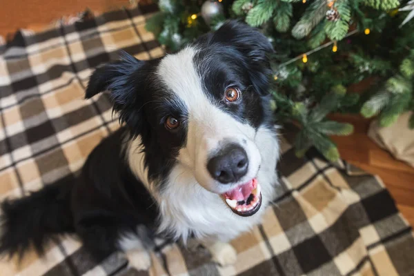 Divertente Ritratto Simpatico Cane Cucciolo Confine Collie Vicino All Albero — Foto Stock