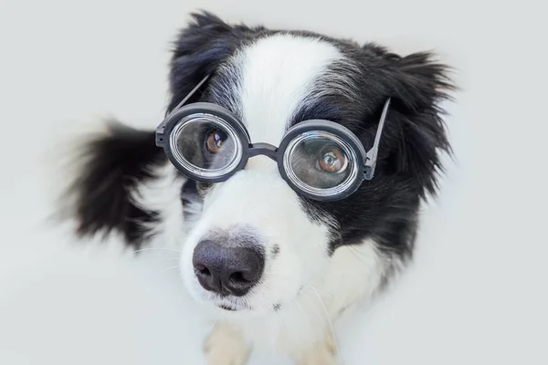 Αστείο Πορτρέτο Του Σκύλου Κουτάβι Σύνορο Κόλλεϊ Κωμικά Γυαλιά Που — Φωτογραφία Αρχείου